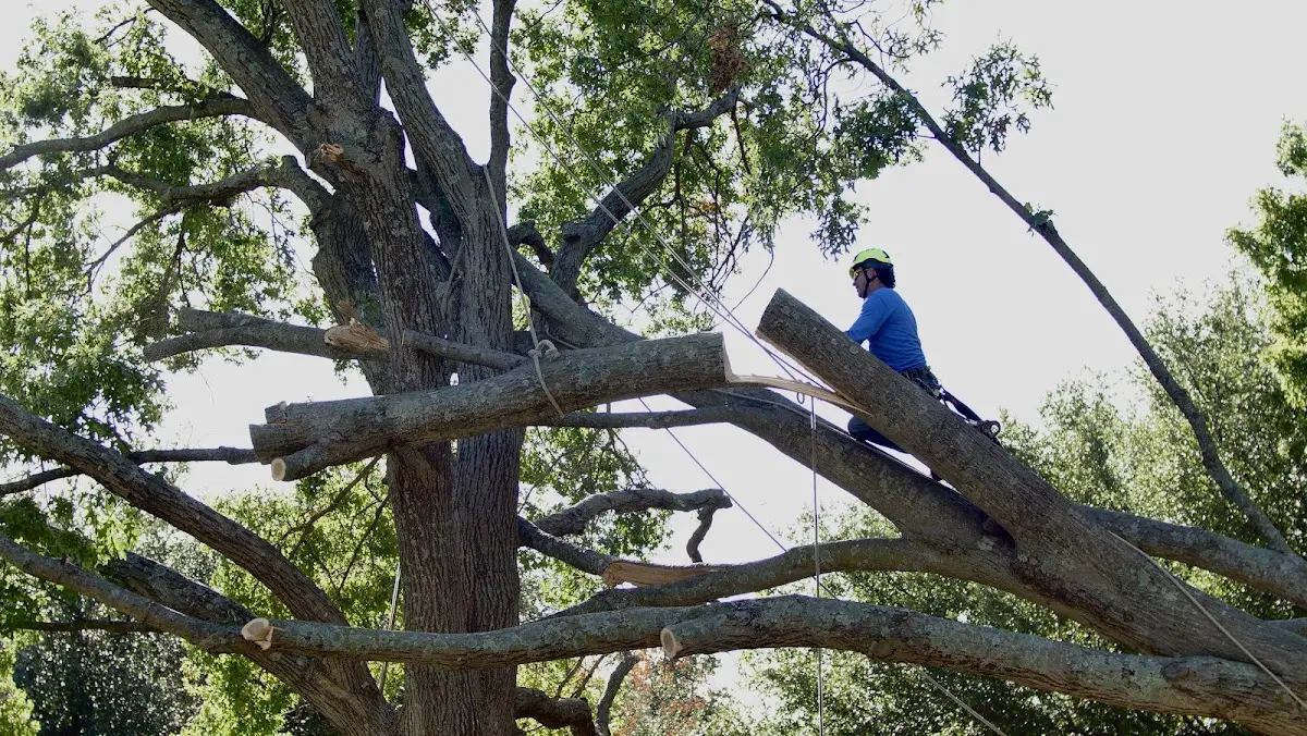 Professional Hazardous Tree Removal performed by certified arborists in Eaton Center