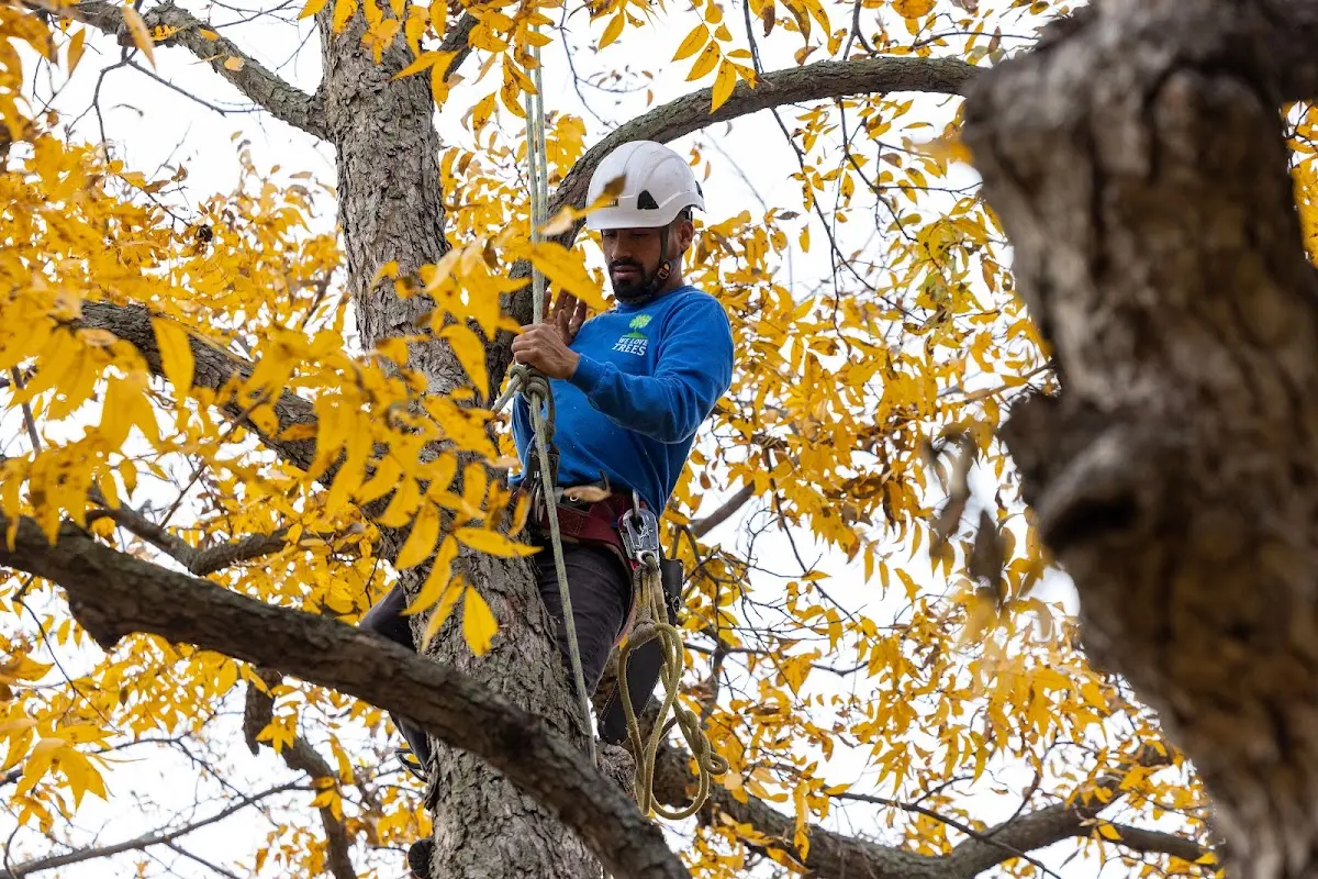 Skilled Tree Pruning crew working in Eaton Center